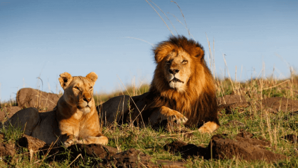 Lion and Safari Park