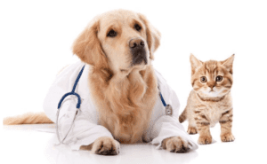 Comprehensive Pet Insurance South Africa