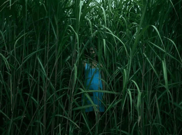 In the Tall Grass Movie Netflix South Africa