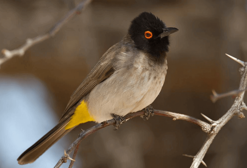 Birds of South Africa - Africa Red-eyed Bulbul