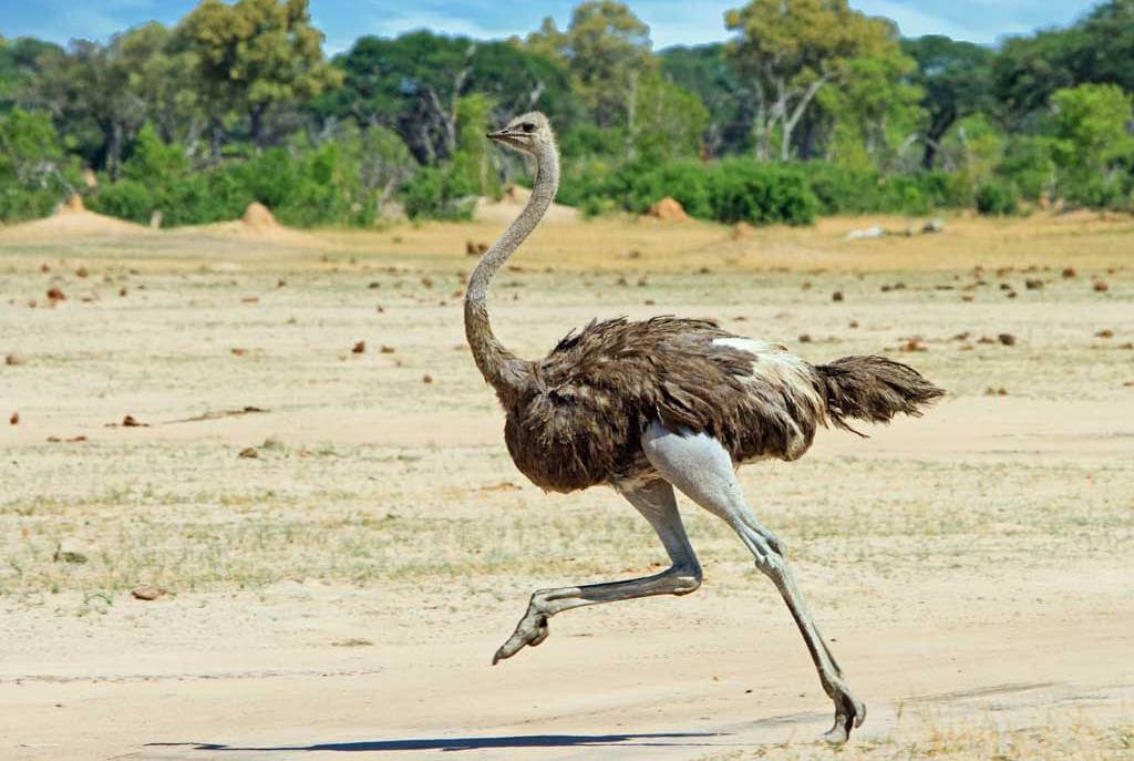 Ostrich Birds of South Africa