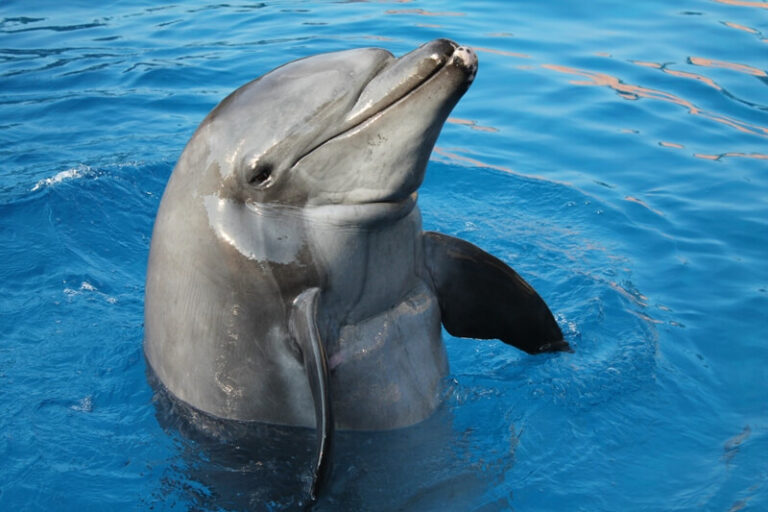 Gambit the Dolphin