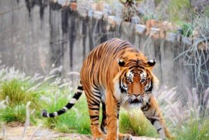 Pretoria Zoo Tiger