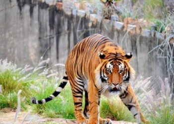 Pretoria Zoo Tiger