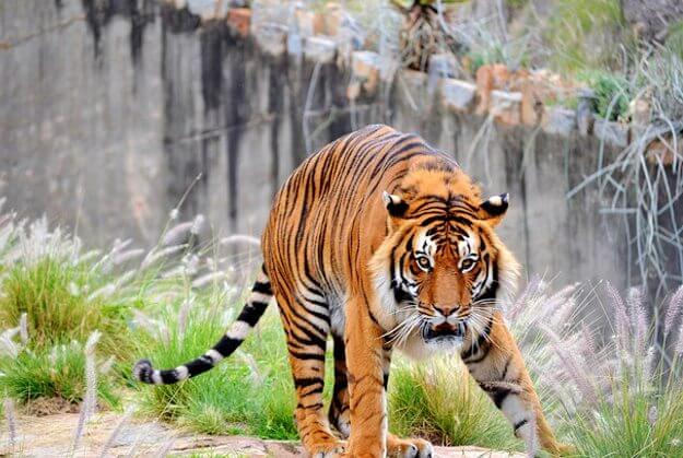Pretoria Zoo Tiger