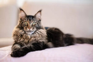 Maine Coon Cats South Africa