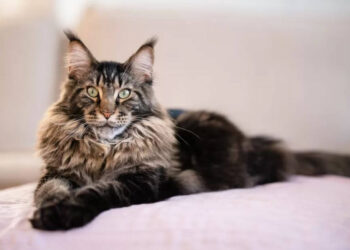 Maine Coon Cats South Africa