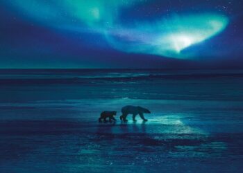 BBC Earth's Frozen Planet II