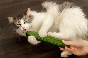 Why Are Cats Scared of Cucumbers
