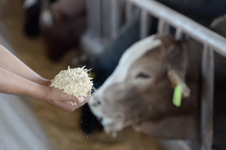 The Shoprite Group converted more than 1 000 tonnes of food waste into animal feed over the past 6 months to feed 3 000 cattle daily.