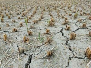 Download Geography Grade 11 Research About Drought Memorandum