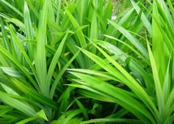 Pandan Leaves