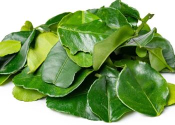 Kaffir Lime Leaves