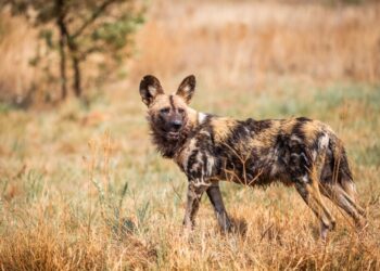 African Wild Dogs
