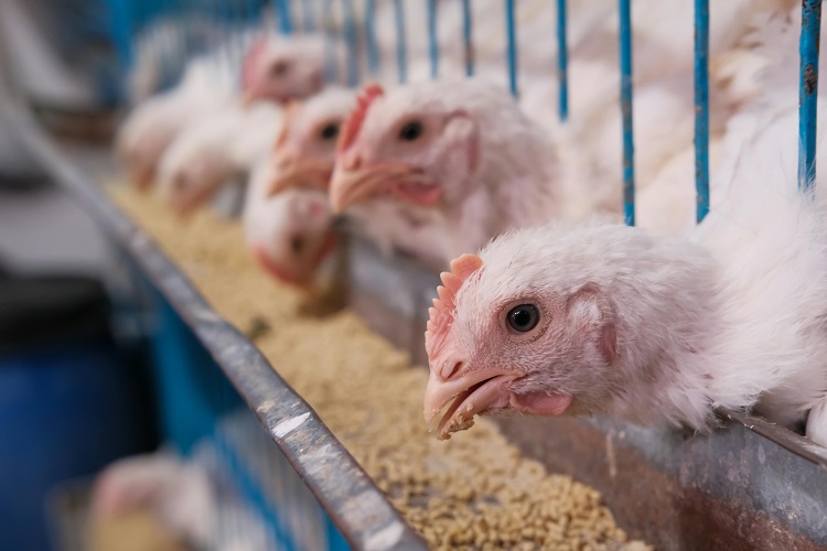Animal Feed Manufacturers