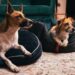 South African animal shelters appeal for dog bed donations amid overcrowding